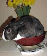 Lidka na wadze - królik odchudzony